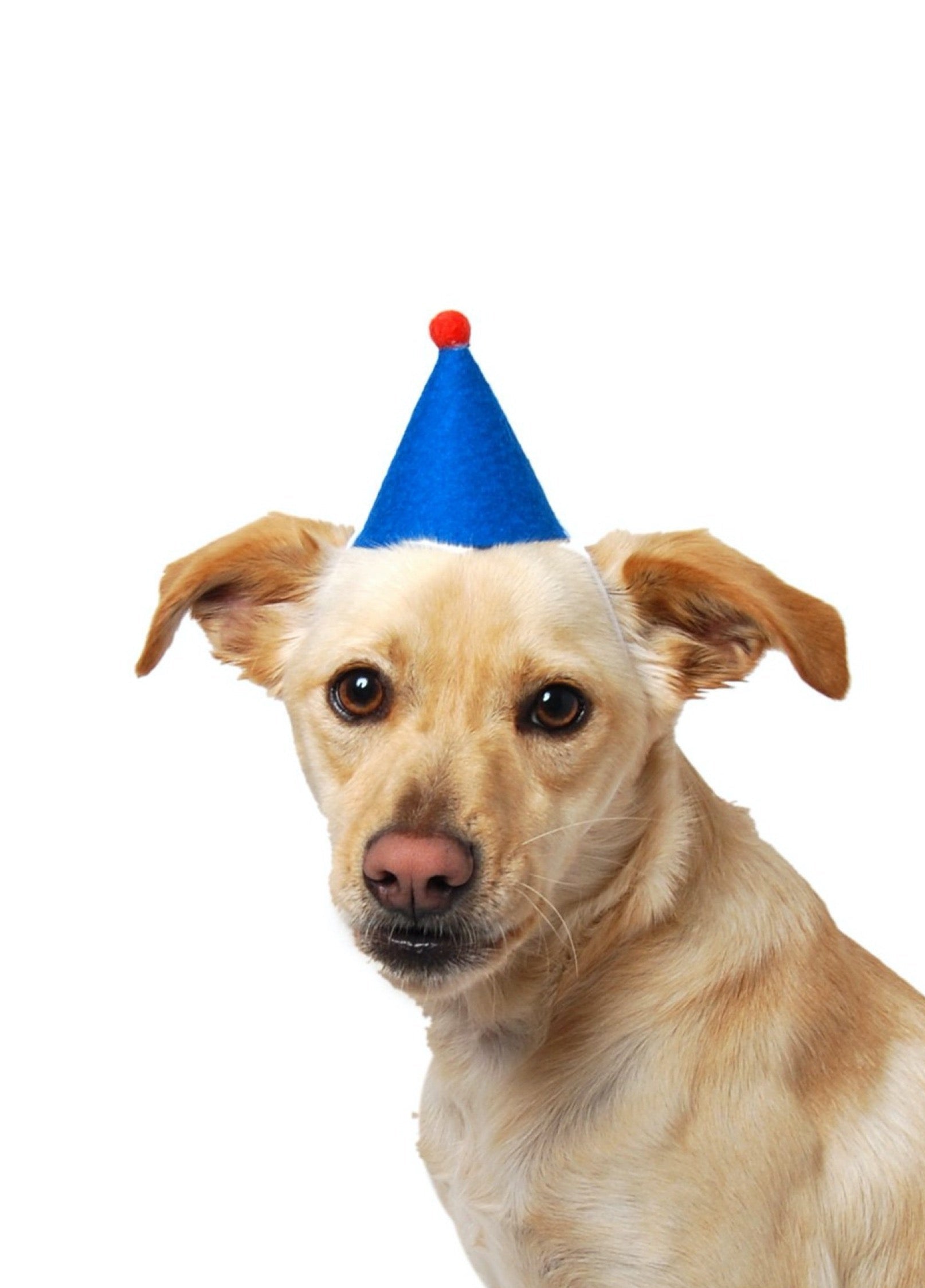 Blue Pawty Hat