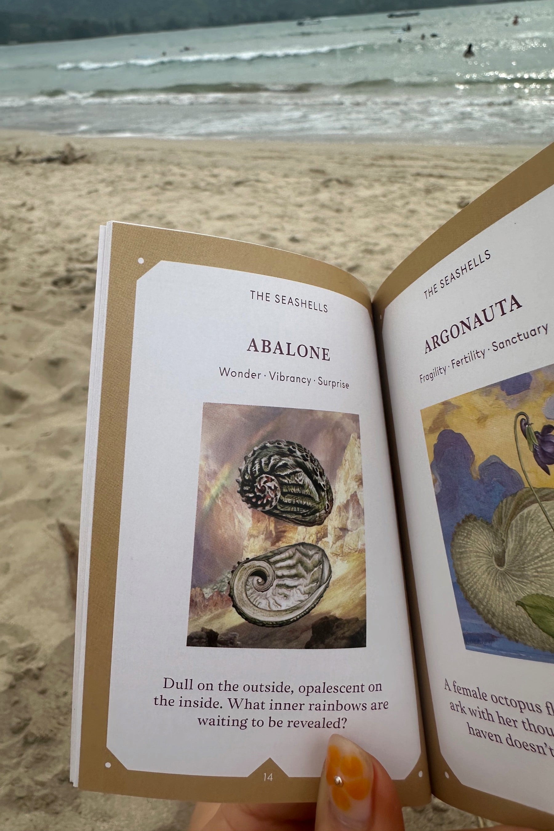 The Seashell Oracle