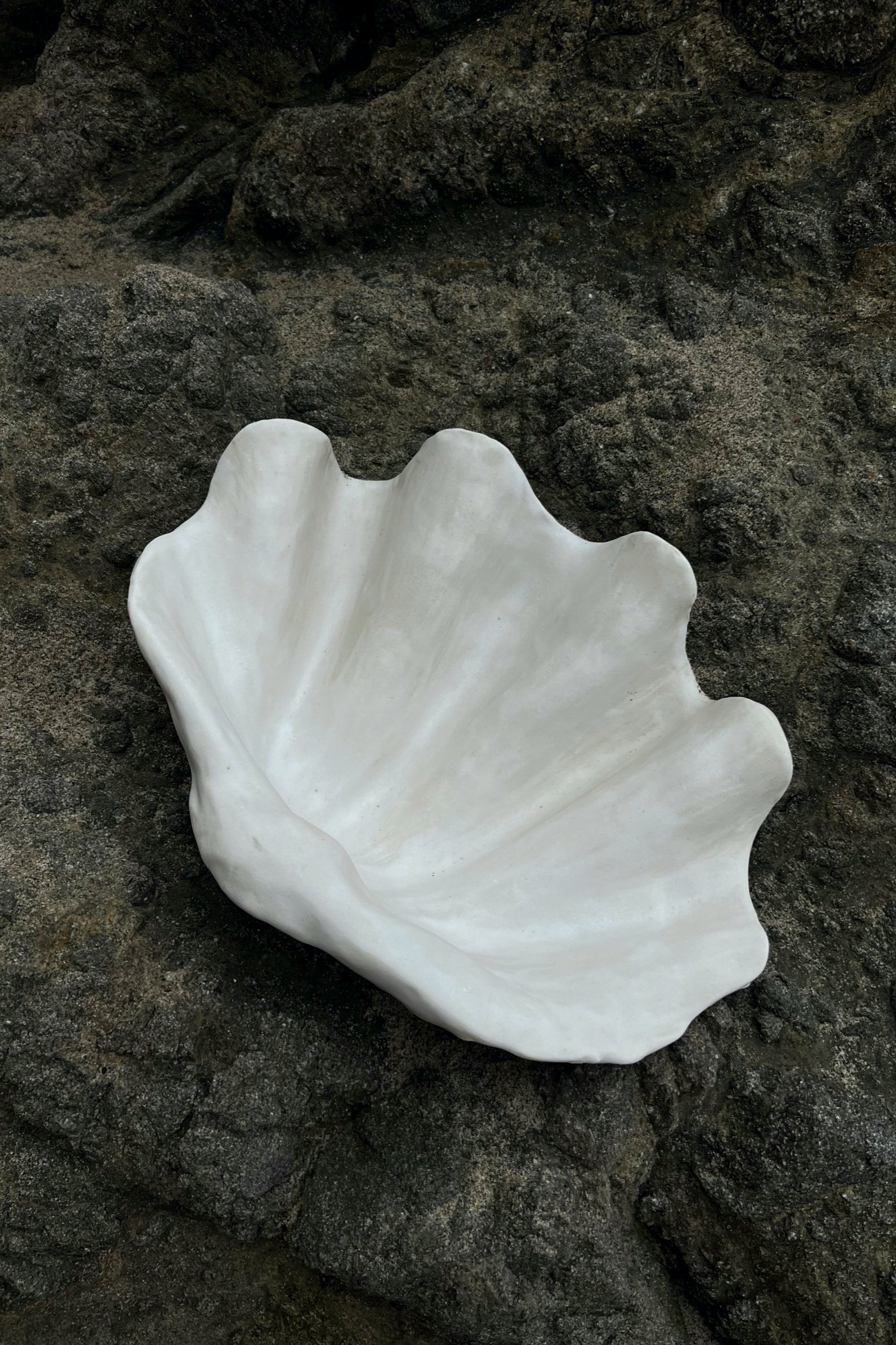 Venus Shell Venus Hand Sculpted Shell Bowl – Prism Boutique