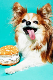 Bagel Crochet Dog Toy