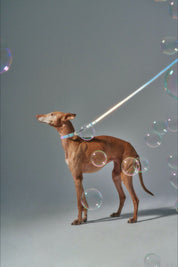 Holographic Leash