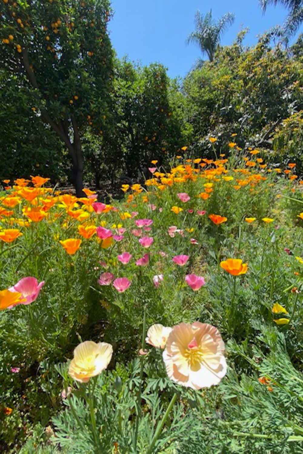 California Poppy Seeds