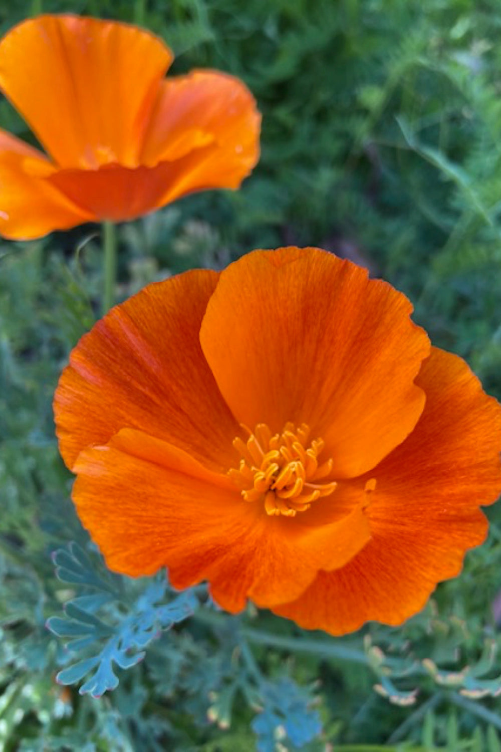 California Poppy Seeds