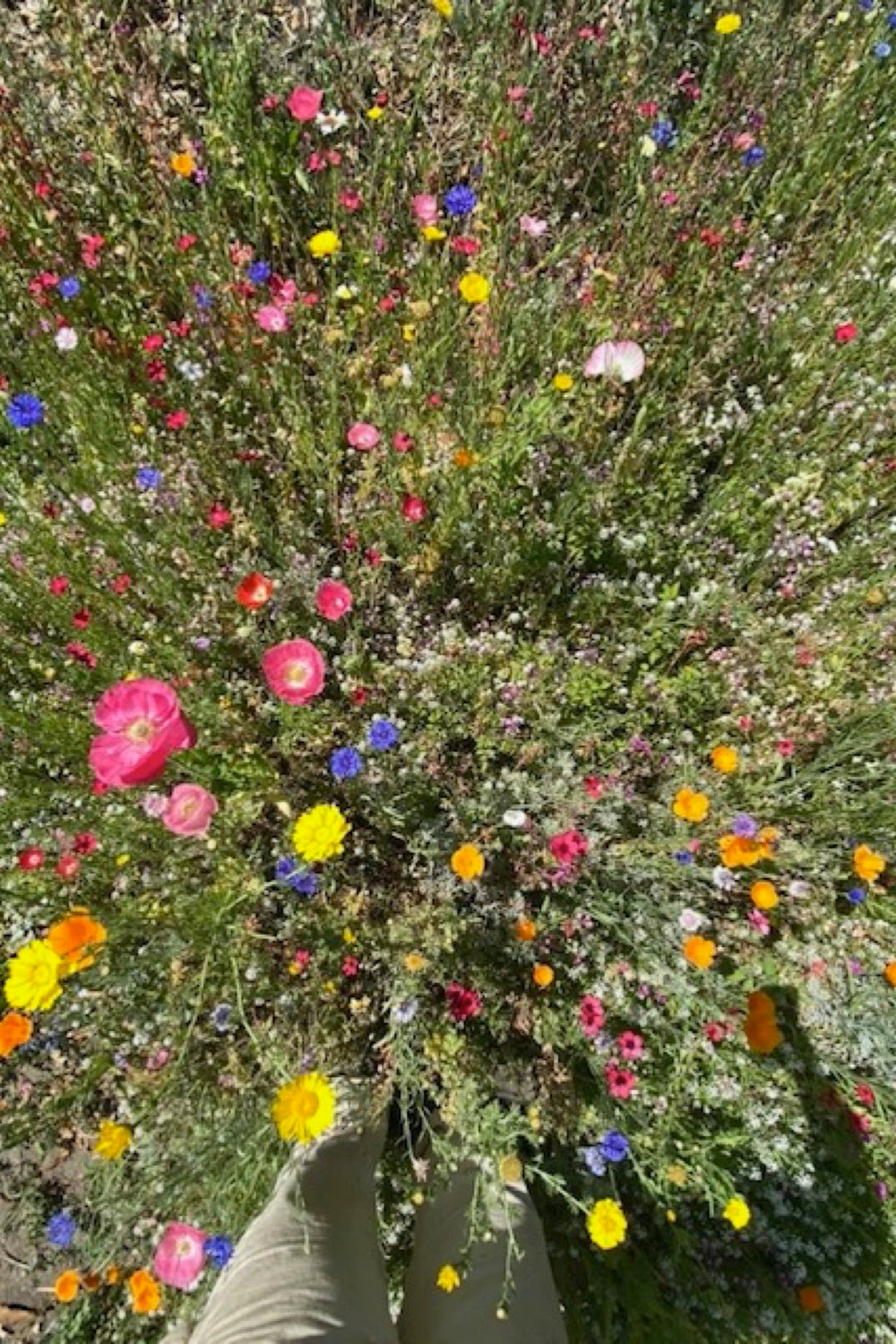 Mixed Wildflowers Seeds