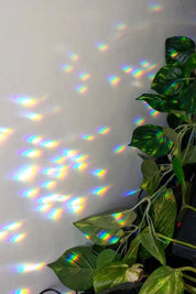 Planty Sun Catcher Stick