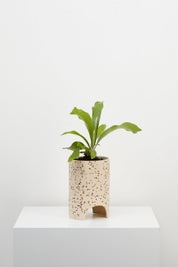 Fossil Terrazzo Archie Planter