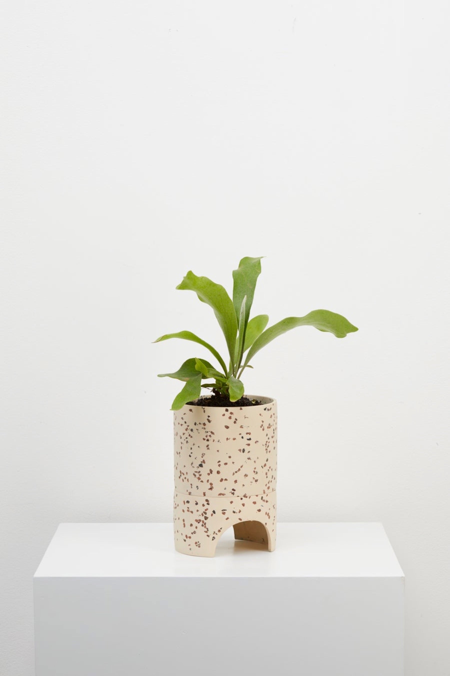 Fossil Terrazzo Archie Planter