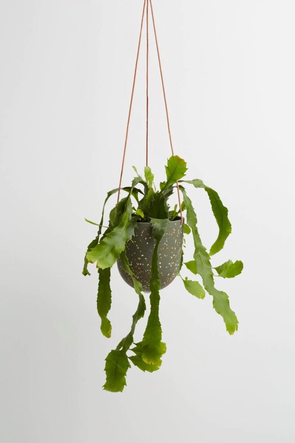 Agave Terrazzo Hanging Planter