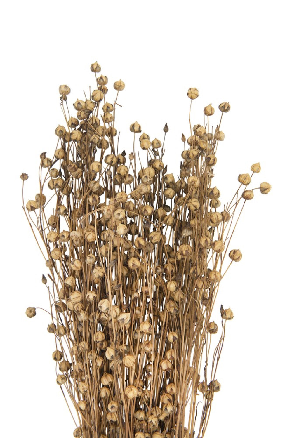 Dried Natural Flax Bouquet