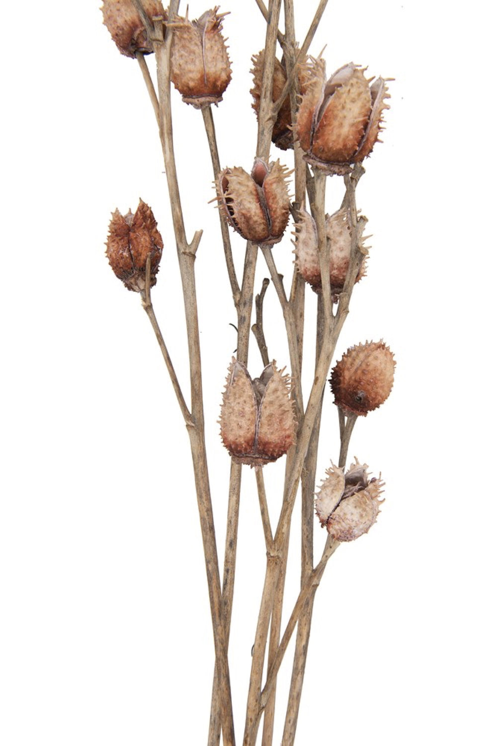 Dried Platycarya & Twig Bouquet