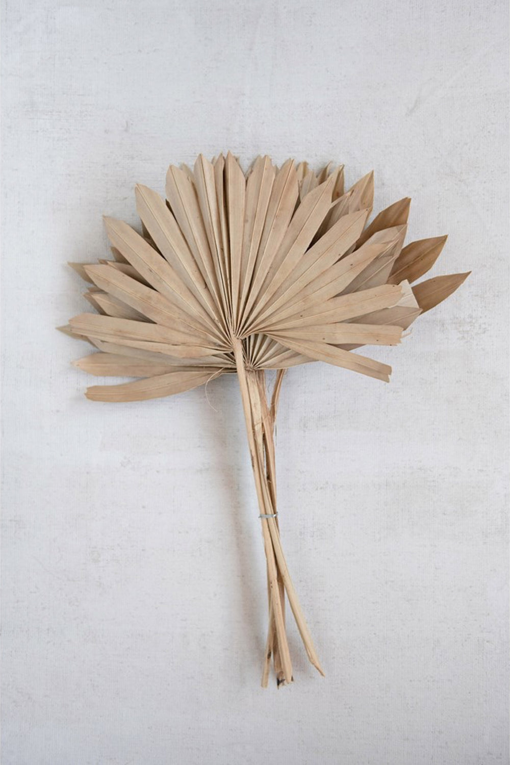 Dried Natural Palm Frond